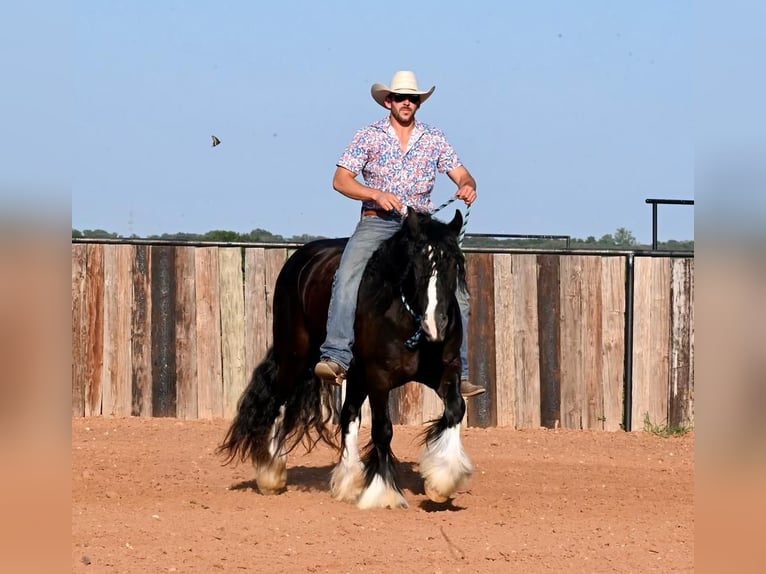 Tinker Wałach 4 lat 150 cm Kara in Canyon, TX