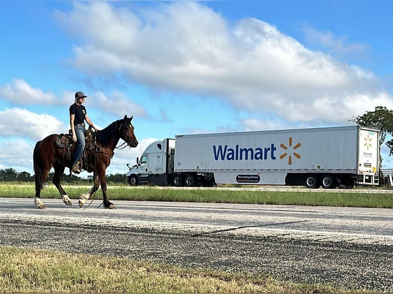 Tinker Wałach 4 lat in Jacksboro TX