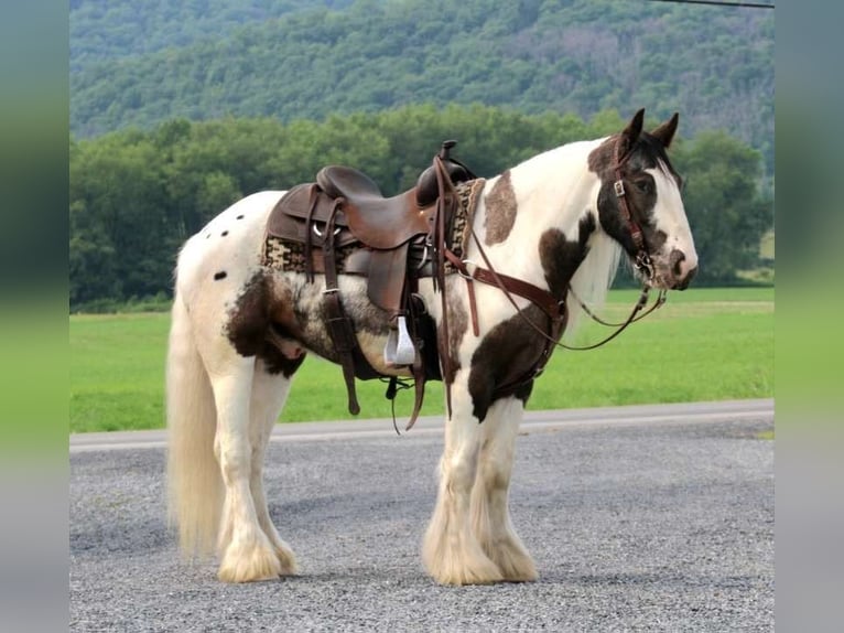 Tinker Wałach 5 lat 147 cm Srokata in Allenwood, PA