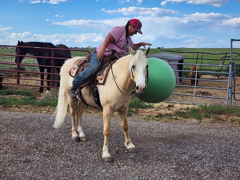 Tinker Mix Wałach 5 lat 150 cm Izabelowata in Blackfoot, ID