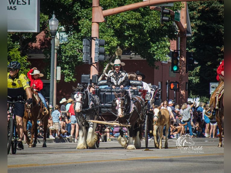 Tinker Wałach 5 lat 150 cm Kara in Cody, WY