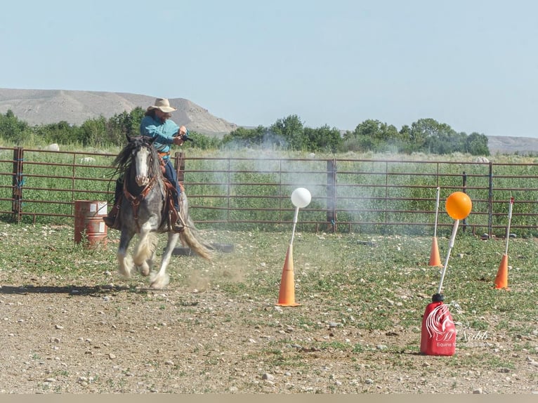 Tinker Wałach 5 lat 150 cm Kara in Cody, WY