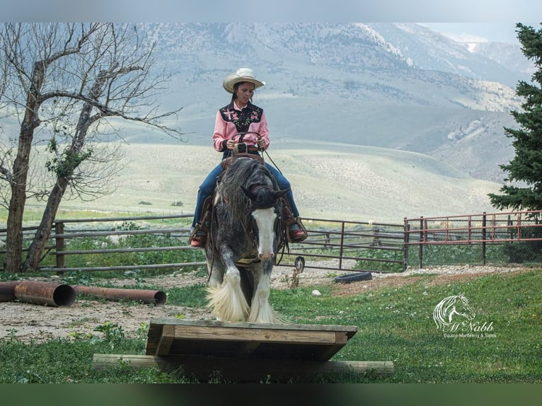 Tinker Wałach 5 lat 150 cm Kara in Cody, WY