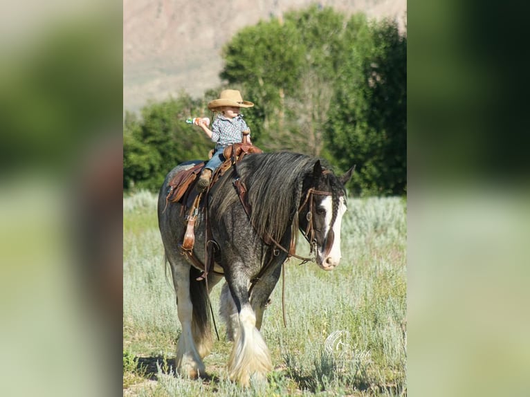 Tinker Wałach 5 lat 150 cm Kara in Cody, WY