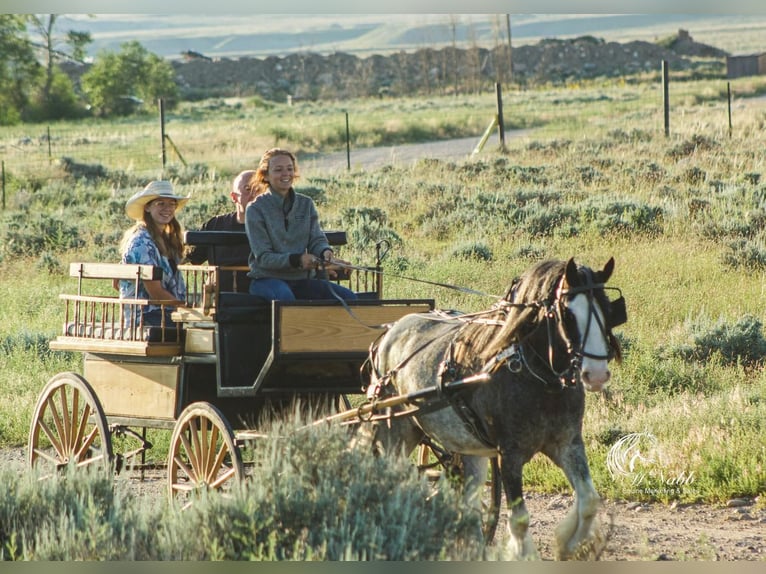 Tinker Wałach 5 lat 150 cm Kara in Cody, WY