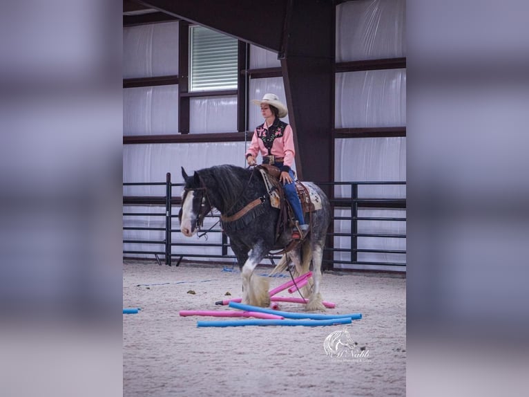 Tinker Wałach 5 lat 150 cm Kara in Cody, WY