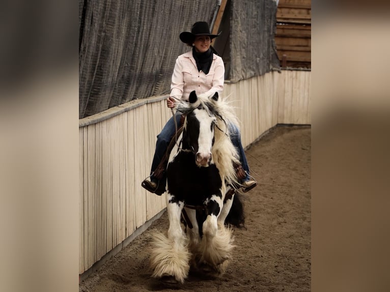 Tinker Wałach 7 lat 140 cm Tobiano wszelkich maści in Kamloops, BC