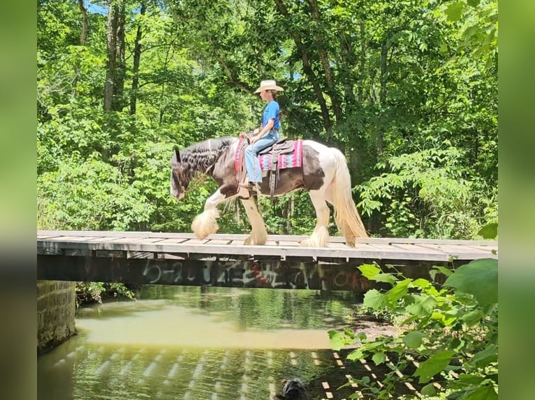 Tinker Wałach 8 lat 150 cm in Robards, KY