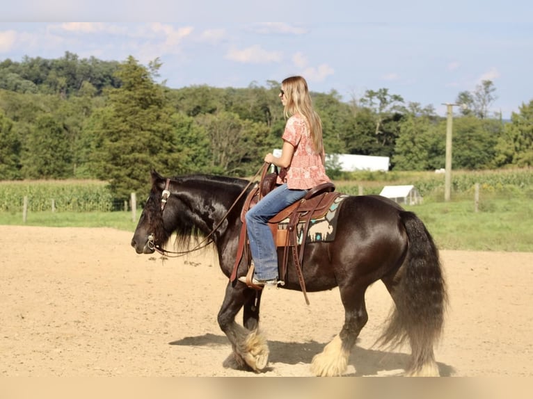 Tinker Wałach 9 lat 135 cm Kara in Beaver Springs