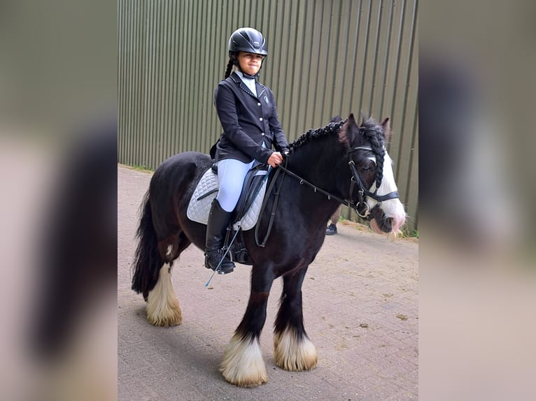 Tinker Wallach 10 Jahre 129 cm Rappe in Pijnacker