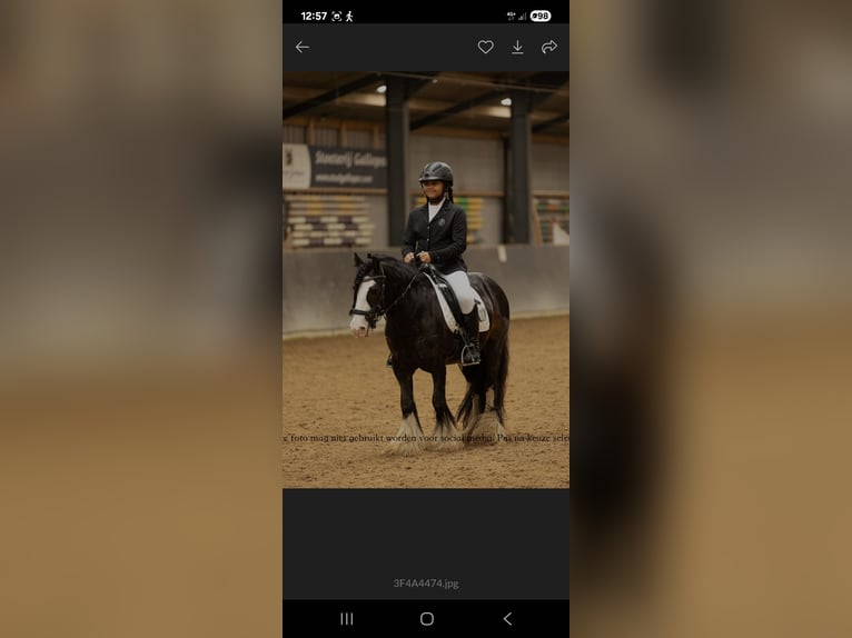 Tinker Wallach 10 Jahre 129 cm Rappe in Pijnacker