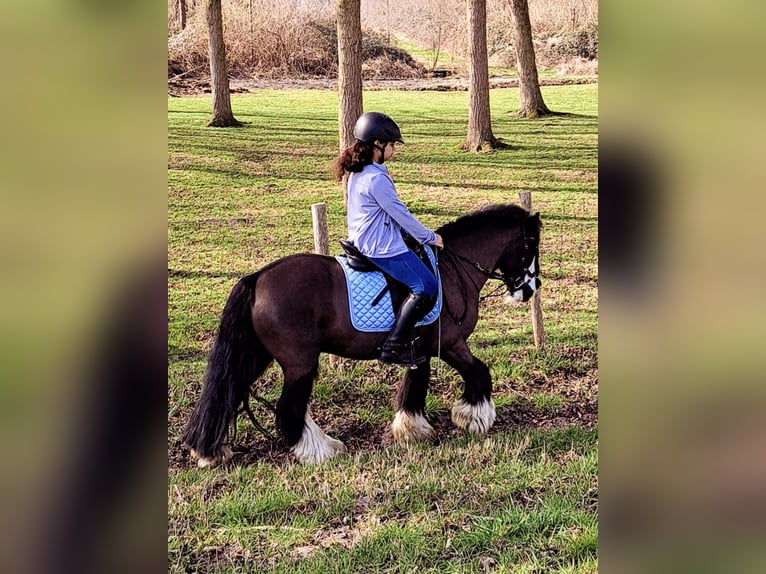 Tinker Wallach 10 Jahre 129 cm Rappe in Pijnacker