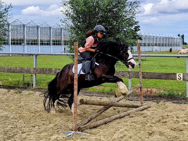 Tinker Wallach 10 Jahre 129 cm Rappe in Pijnacker