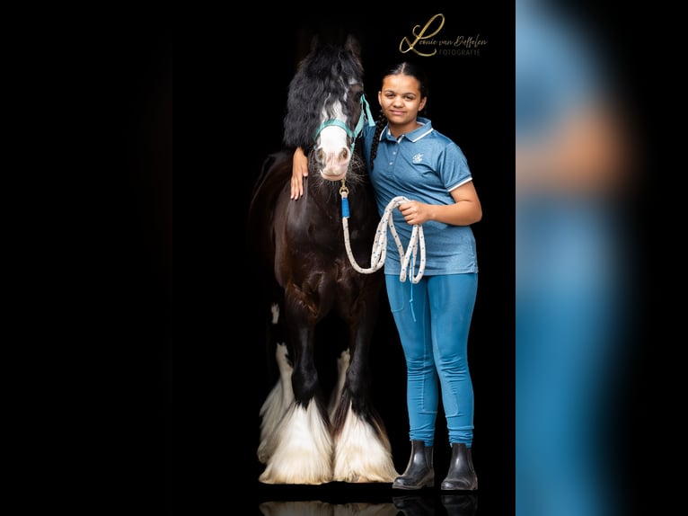 Tinker Wallach 10 Jahre 129 cm Rappe in Pijnacker