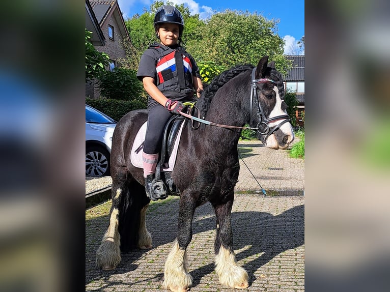 Tinker Wallach 10 Jahre 129 cm Rappe in Pijnacker