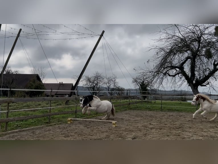Tinker Wallach 10 Jahre 130 cm Schecke in Tettnang