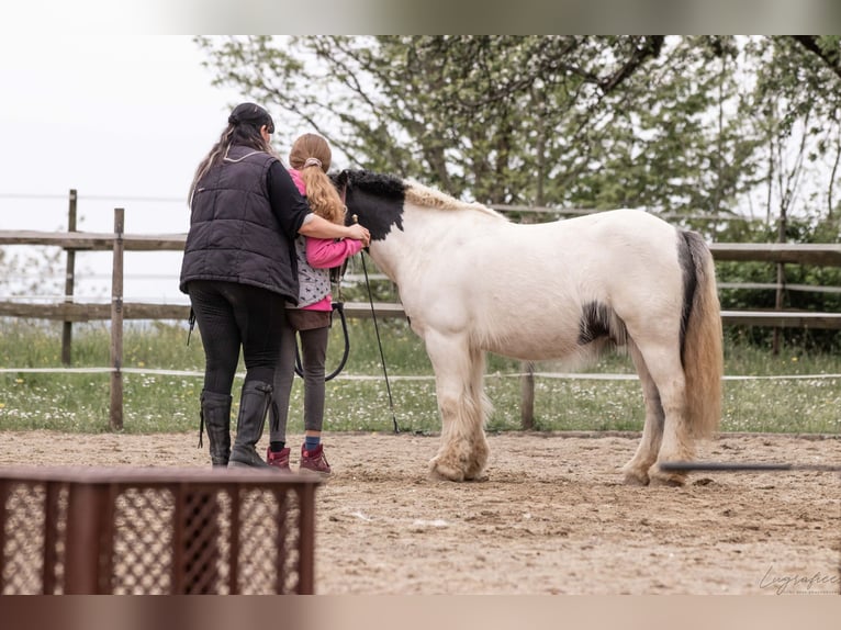 Tinker Wallach 10 Jahre 130 cm Schecke in Tettnang