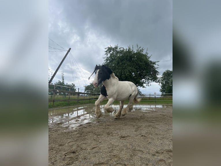 Tinker Wallach 10 Jahre 130 cm Schecke in Tettnang