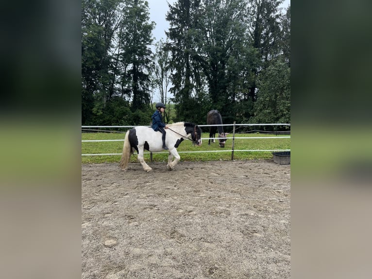 Tinker Wallach 10 Jahre 130 cm Schecke in Tettnang