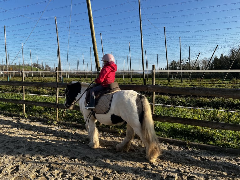 Tinker Wallach 10 Jahre 130 cm Schecke in Tettnang
