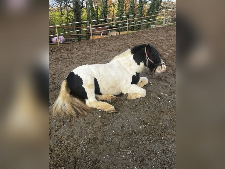 Tinker Wallach 10 Jahre 130 cm Schecke in Tettnang