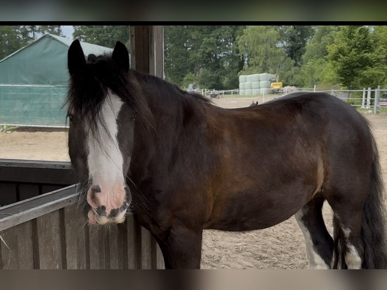 Tinker Wallach 10 Jahre 130 cm Schwarzbrauner in Tangstedt