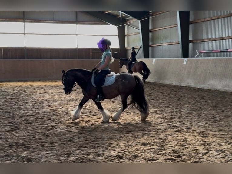 Tinker Wallach 10 Jahre 130 cm Schwarzbrauner in Tangstedt