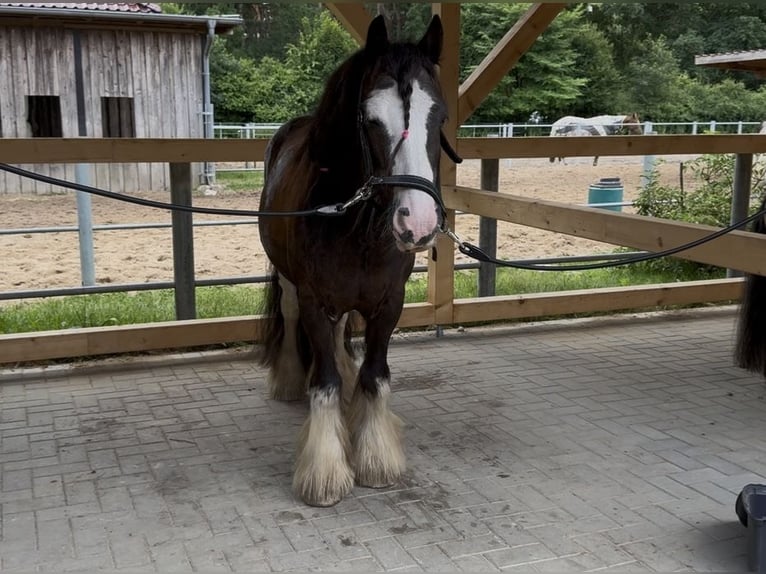 Tinker Wallach 10 Jahre 130 cm Schwarzbrauner in Tangstedt