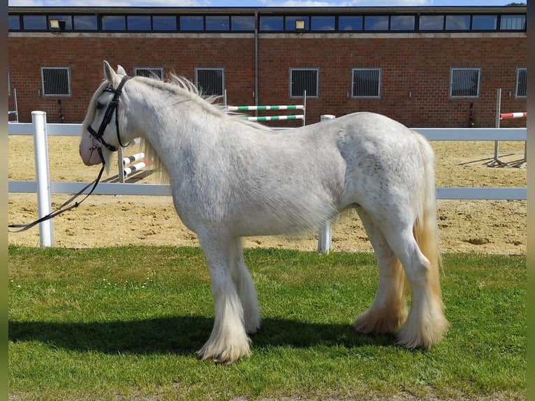 Tinker Wallach 10 Jahre 133 cm Schimmel in Bad Laer