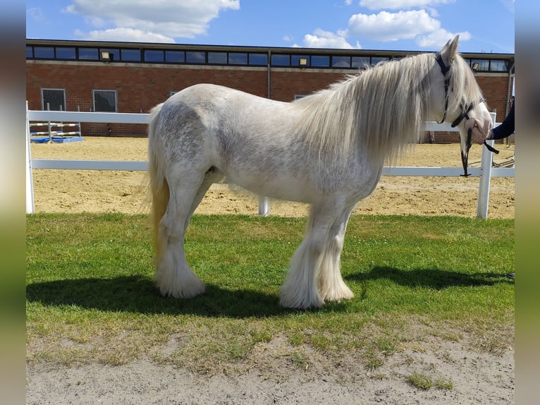Tinker Wallach 10 Jahre 133 cm Schimmel in Bad Laer