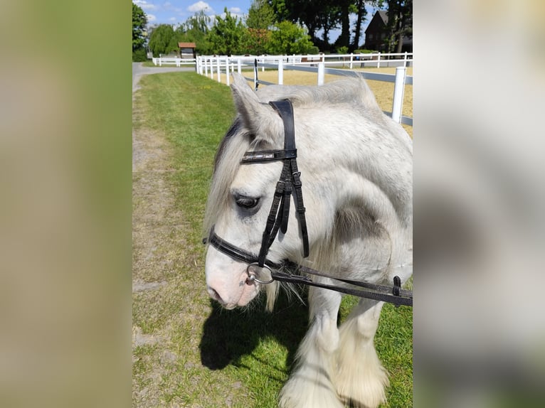 Tinker Wallach 10 Jahre 133 cm Schimmel in Bad Laer