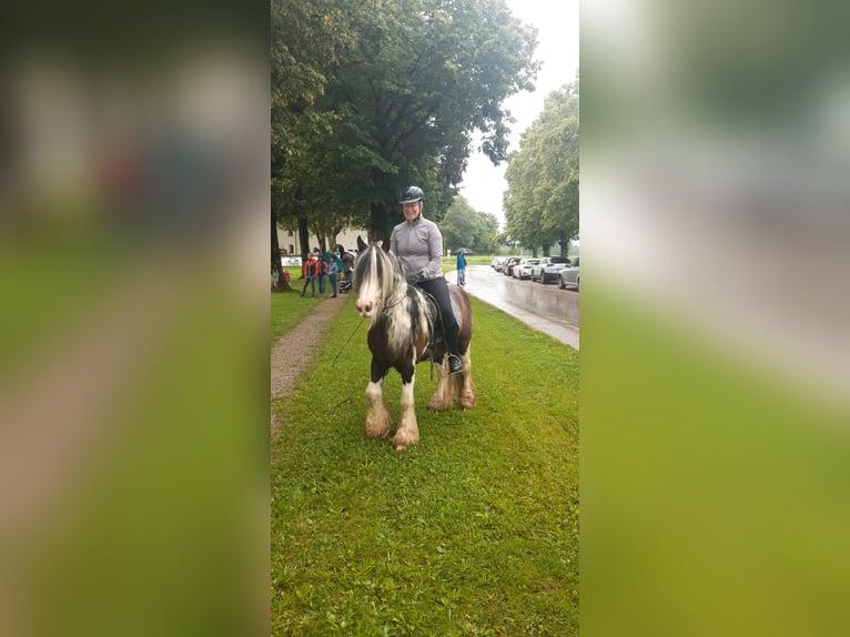 Tinker Wallach 10 Jahre 135 cm Schecke in Höhenkirchen-SiegertsbrunnSiegertsbrunn