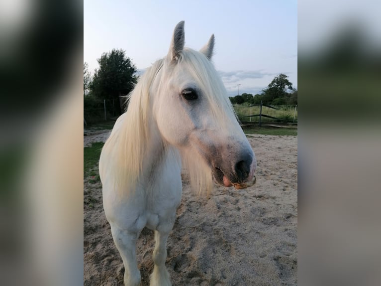 Tinker Wallach 10 Jahre 136 cm Schimmel in Neulingen