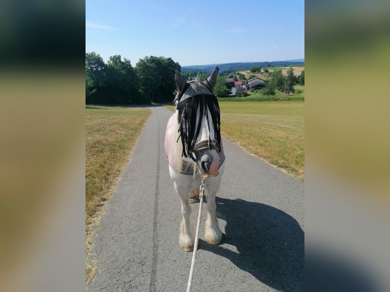Tinker Wallach 10 Jahre 136 cm Schimmel in Neulingen