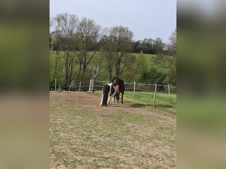 Tinker Wallach 10 Jahre 138 cm Schecke in Maissau
