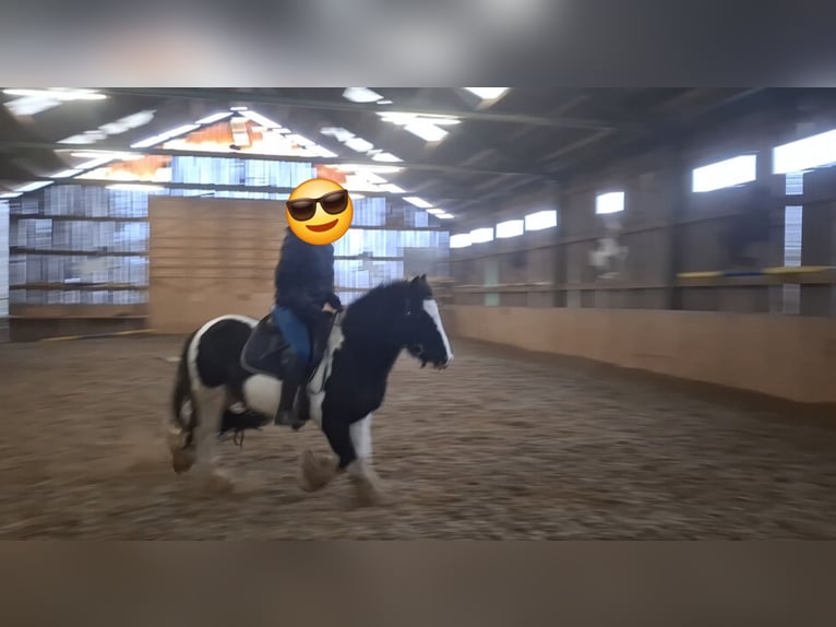 Tinker Wallach 10 Jahre 138 cm Schecke in Maissau