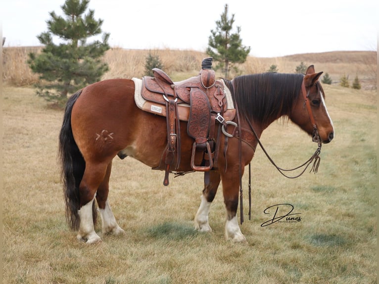 Tinker Mix Wallach 10 Jahre 140 cm Roan-Bay in Thedford