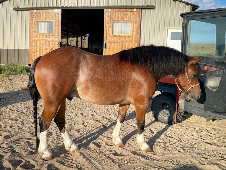 Tinker Mix Wallach 10 Jahre 140 cm Roan-Bay in Thedford