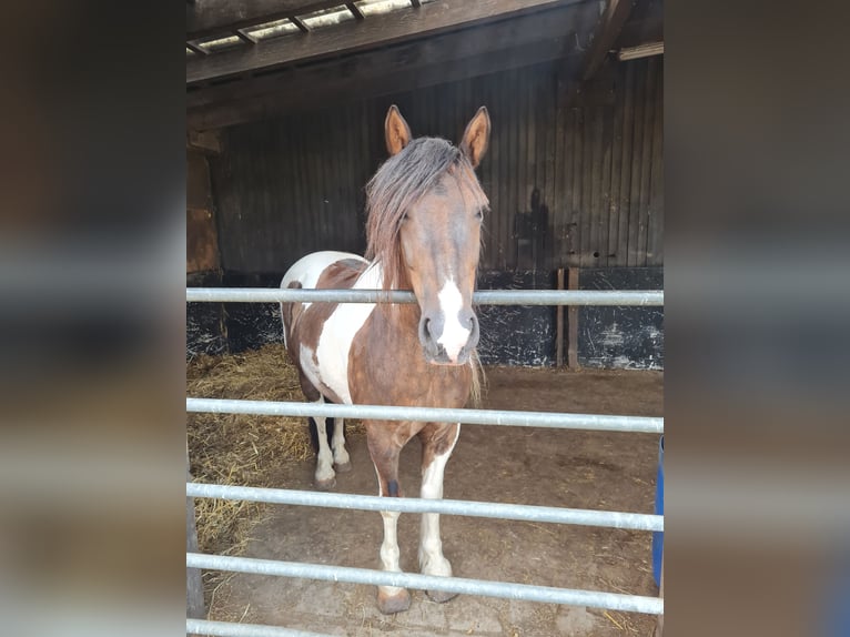 Tinker Mix Wallach 10 Jahre 141 cm Schecke in Bornheim