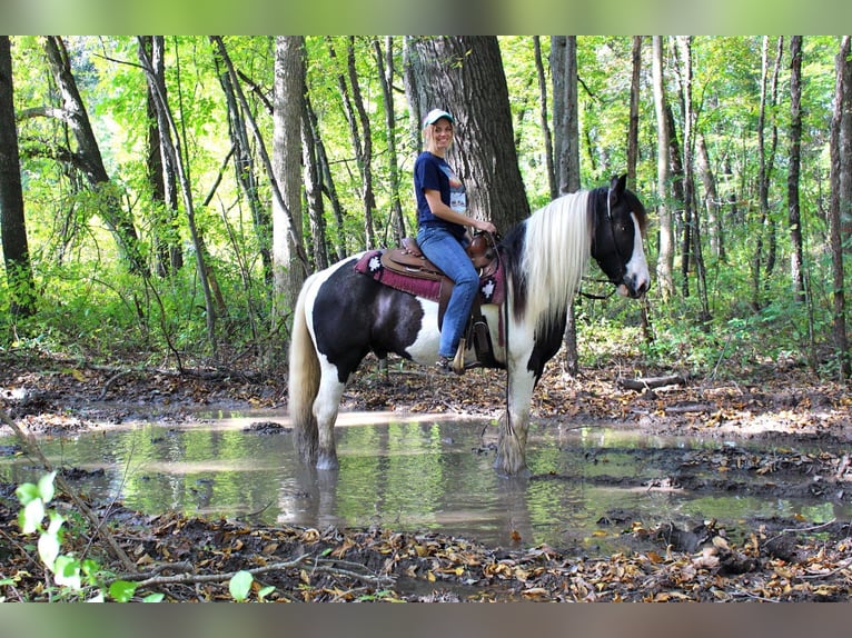 Tinker Wallach 10 Jahre 142 cm Tobiano-alle-Farben in London