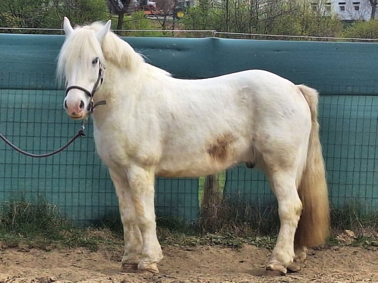 Tinker Wallach 10 Jahre 144 cm White in Kaindorf