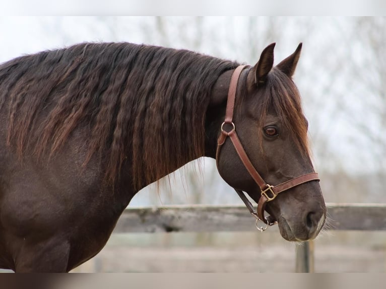 Tinker Mix Wallach 10 Jahre 147 cm Roan-Blue in New Gloucester, ME