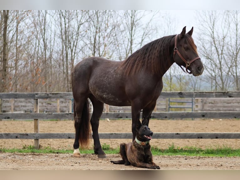 Tinker Mix Wallach 10 Jahre 147 cm Roan-Blue in New Gloucester, ME