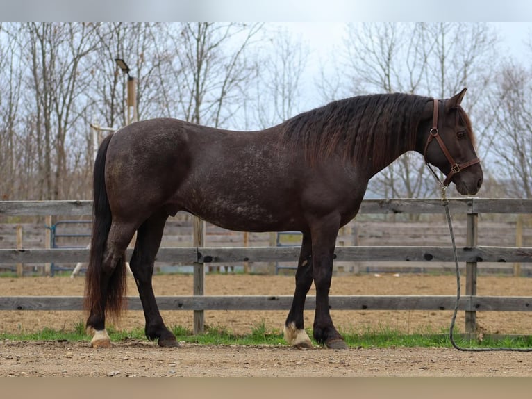 Tinker Mix Wallach 10 Jahre 147 cm Roan-Blue in New Gloucester, ME