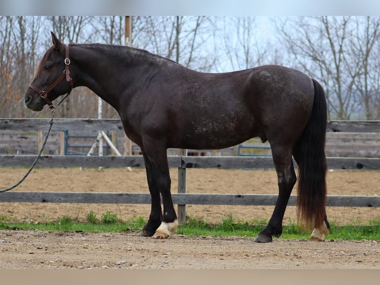 Tinker Mix Wallach 10 Jahre 147 cm Roan-Blue in New Gloucester, ME