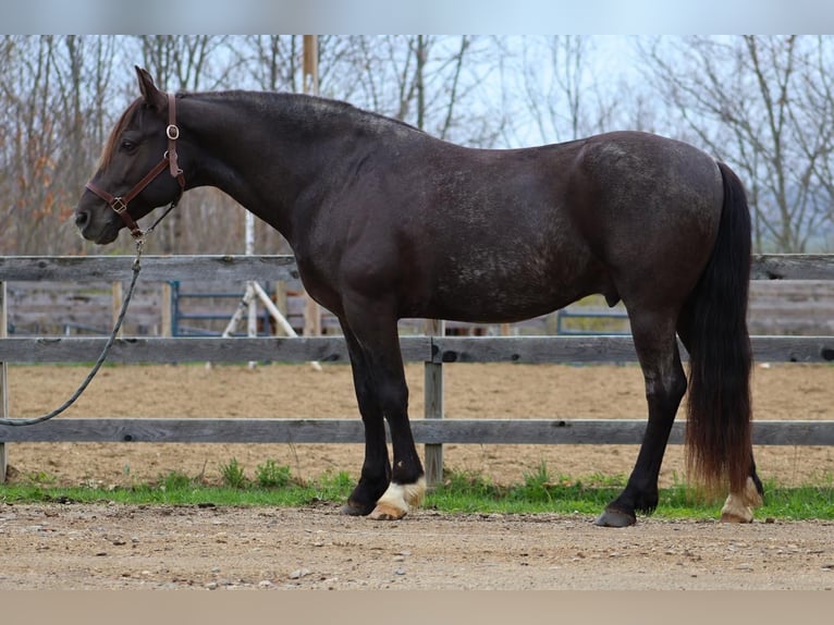 Tinker Mix Wallach 10 Jahre 147 cm Roan-Blue in New Gloucester, ME