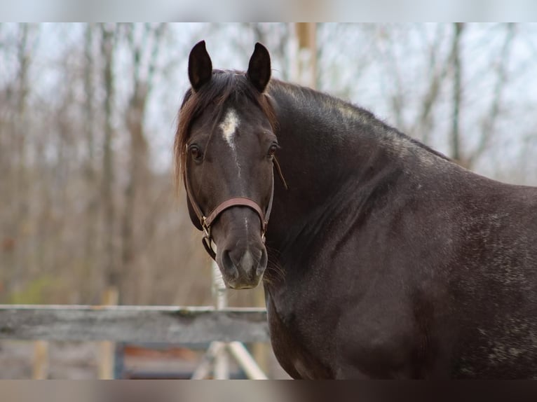 Tinker Mix Wallach 10 Jahre 147 cm Roan-Blue in New Gloucester, ME