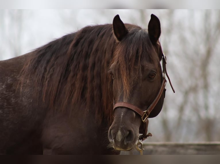 Tinker Mix Wallach 10 Jahre 147 cm Roan-Blue in New Gloucester, ME