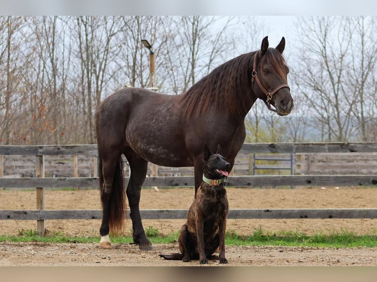 Tinker Mix Wallach 10 Jahre 147 cm Roan-Blue in New Gloucester, ME