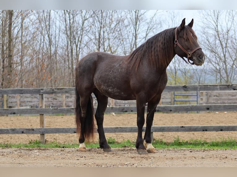 Tinker Mix Wallach 10 Jahre 147 cm Roan-Blue in New Gloucester, ME